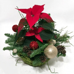 Arrangement with Poinsettia in a basket