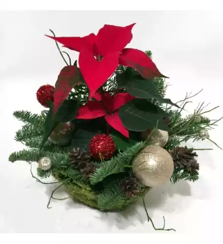 Arrangement with Poinsettia in a basket