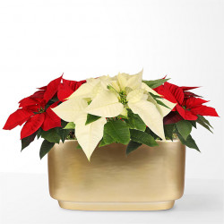 Red & White Bi-Color Sparkle Poinsettia