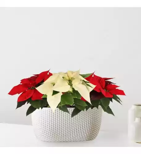 Red & White Bi-Color Sparkle Poinsettia