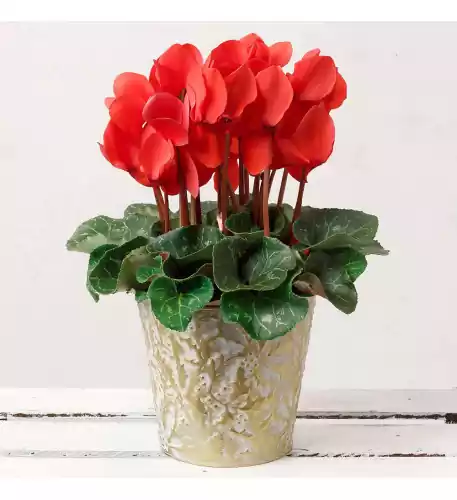 Red Cyclamen in White Gold Pot