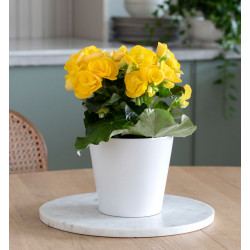Begonia yellow