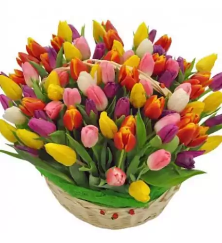 100 Bright Tulips 100 Bright Tulips
