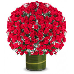 300 Royal Red Roses in a Vase