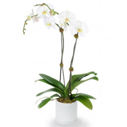 25 Assorted Roses Premium Box