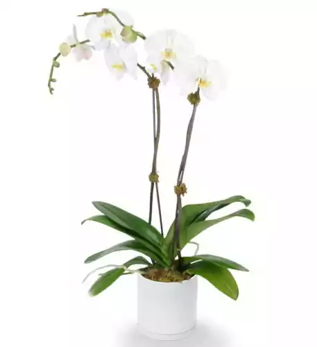 25 Assorted Roses Premium Box