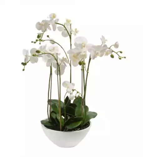 12 Red Roses & 5 Pink Tulips Bouquet