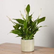Peace Lily with Pot