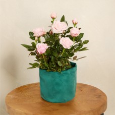 Pink Rose Plant with Pot