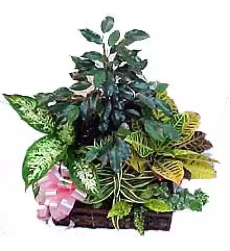 Medium Plants Set