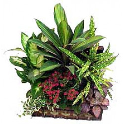 Large Plant Set