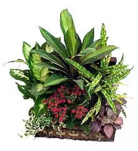 Large Plant Set