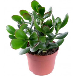 Crassula Plant