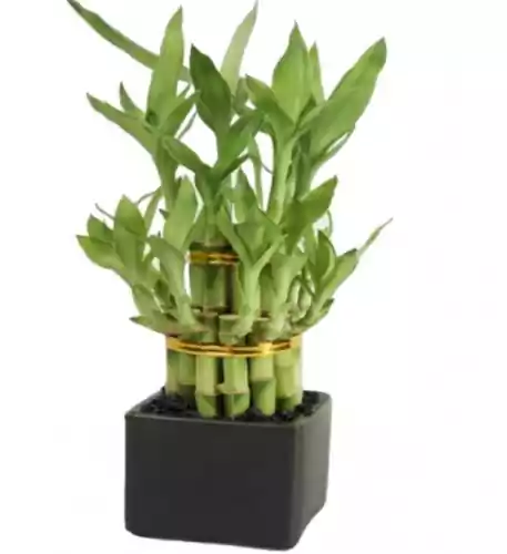 Bamboo Plant