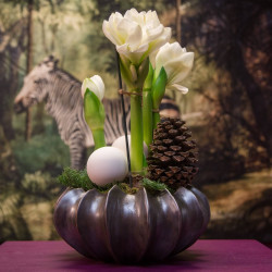 Amaryllis Planting