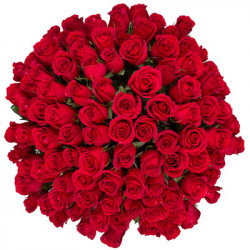 100 red roses