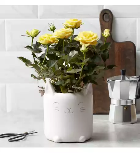 Yellow Rose In The Happy Cat Pot