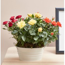 Autumn Rose Trio