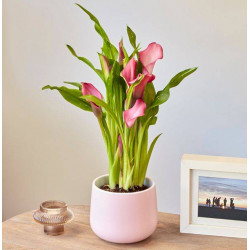 Pink Calla Lily In Ceramic Vase