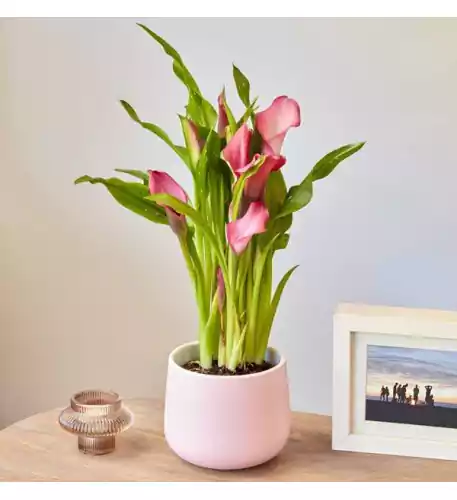 Pink Calla Lily In Ceramic Vase