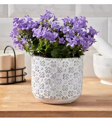 Campanula and Pot Set