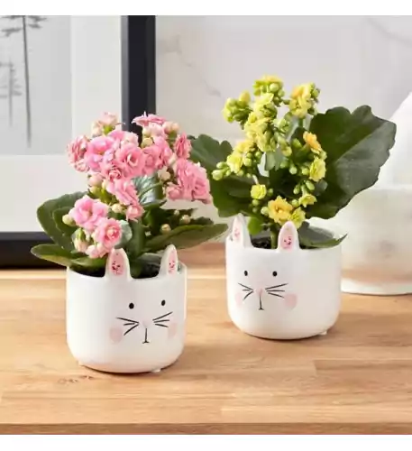 Bunny Kalanchoe Duo Bunny Kalanchoe Duo