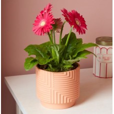 Pink Potted Gerbera