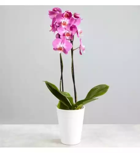 Pink Potted Orchid