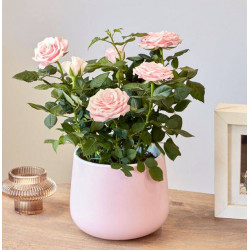 Pretty in Pink Rose in Ceramic