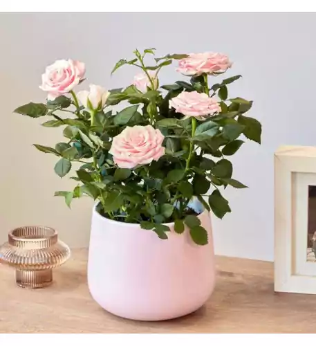 Pretty in Pink Rose in Ceramic