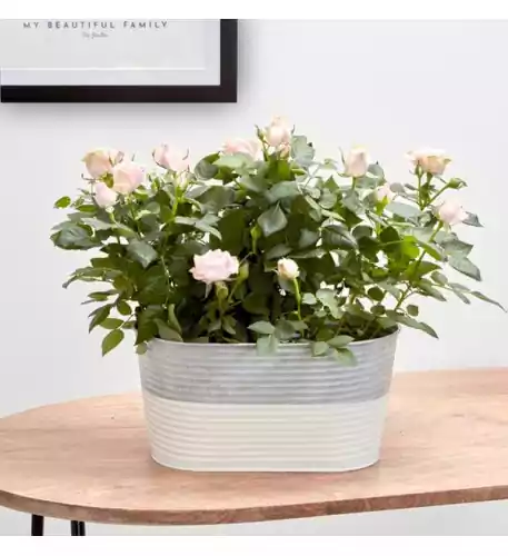 Pink Rose Planter