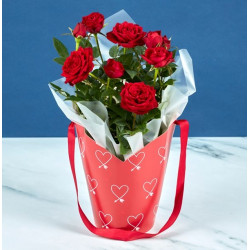 Valentines Wrapped Rose Bush Valentines Wrapped Rose Bush