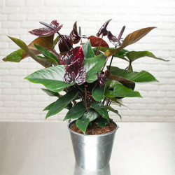 Black Anthurium