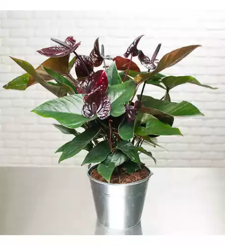 Black Anthurium Black Anthurium