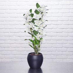 Dendrobium orchid