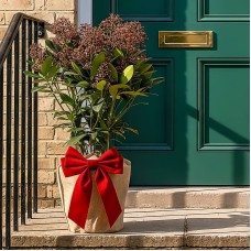 Festive Wrapped Skimmia Rubella Outdoor Plant Gift 40-50cm