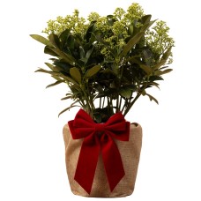Festive Wrapped Skimmia Finchy Outdoor Plant Gift 40-50cm