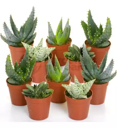 Aloe Vera Mix (10 Plants)
