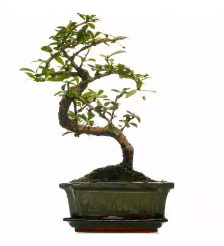 Bonsai Carmona - 30-40cm (Incl. Pot)