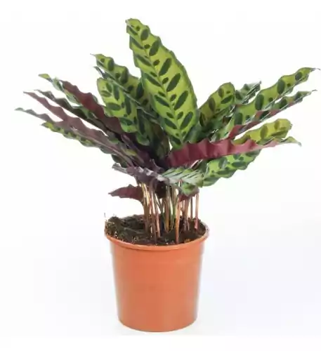 Calathea Insignis - 40-50cm (Incl. Pot)