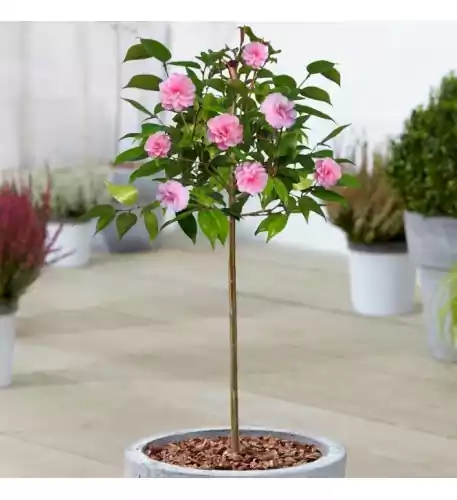 Camellia Spring Festival Patio Tree - 70-80cm (Incl. Pot)
