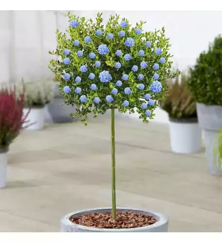 Ceanothus Victoria Patio Tree - 70-80cm (Incl. Pot)