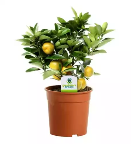 Citrus Calamondin