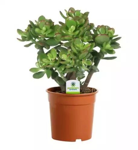 Crassula Ovata