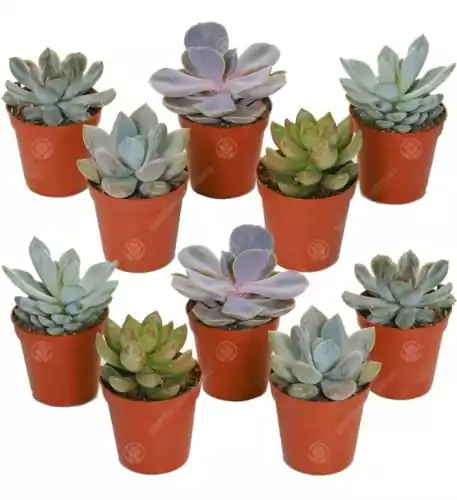 Echeveria Mix (10 Plants)