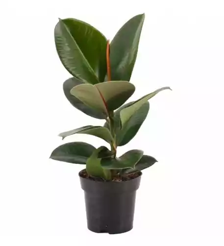 Ficus Robusta