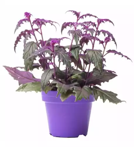 Gynura Purple Passion - 10-20cm (Incl. Pot)