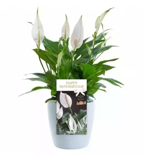 Happy Mothers Day Peace Lily - Gift for Mum