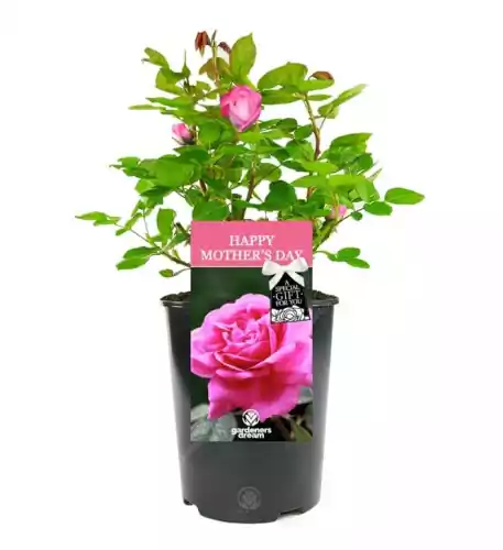 Happy Mothers Day Rose - Gift for Mum
