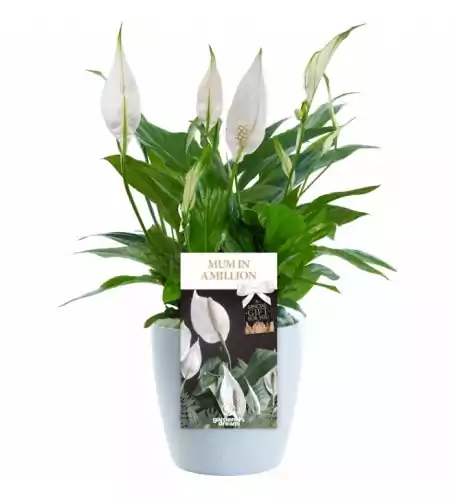 Mum in a Million Peace Lily - Mothers Day Gift